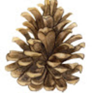 Meet your Posher, Amelia